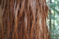 Montana Wild Cedar Bark Peelings
