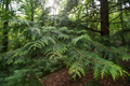 Montana Wild Cedar Tips