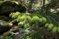 Montana Wild Douglas Fir Tips